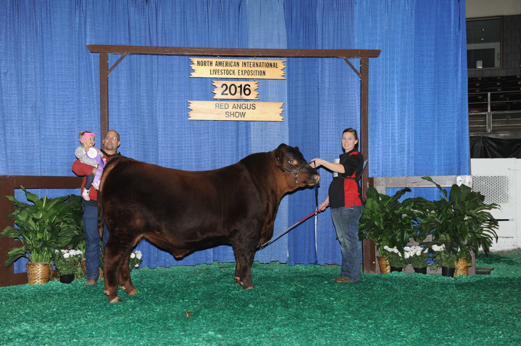 Prize-winning bull